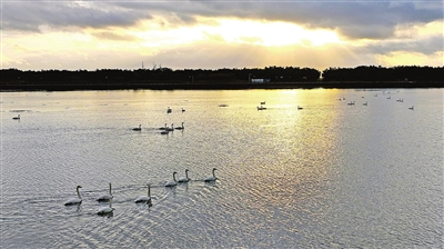 回遷大天鵝數(shù)量已有300余只